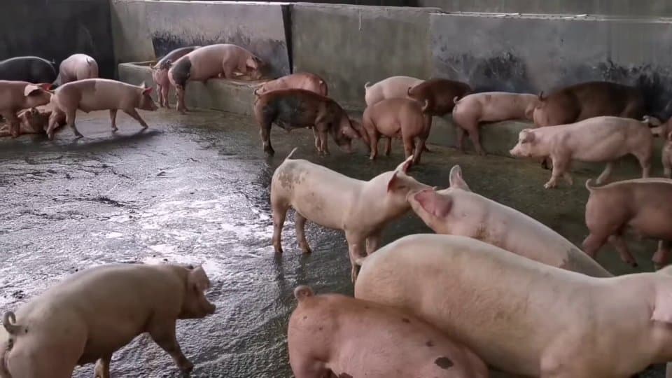 Frame do vídeo real de suínos